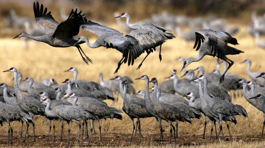 Sandhill cranes in Arizona